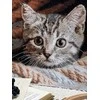Beldizart Ristinuke "Šnipas" 25,5 х 23 cm SANU-10