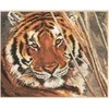 Alisa Beldizart Tiger S1-08