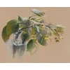 Oven Beldizart Kryželio siuvinėjimo rinkinys "Linden fragrance" S1582
