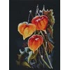 Oven Beldizart Kryželiu siuvinėjimo rinkinys „Physalis ant juodo“ S1617