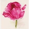 Alisa Beldizart Tulpės. Crimson Glow S2-43