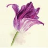 Alisa Beldizart Tulpes. Lilac Velvet S2-44