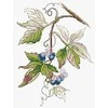 MP Studia Beldizart Rudens gimimas SM-508 (D)