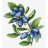 MP Studia Beldizart Honeysuckle SM-600