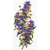 MP Studia Beldizart Melampyrum nemorosum SNV-778