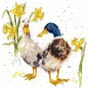 Bothy Threads Cross stitch kit "Ducks And Daffs" XHD6 26x26 cm