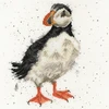 Bothy Threads Cross stitch kit "Little Clown" XHD34 26x26 cm