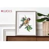 luca S Goldfinch bird SB1197