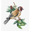 luca S Goldfinch bird SB1197