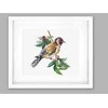 luca S Goldfinch bird SB1197