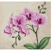 luca S Orchid SB2227