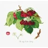 luca S (Nutraukta) The May Duke Cherry SBA22460