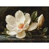 luca S Kryželiu siuvinėjimo rinkinys "The Magnolia Dew" 38x28cm SB713