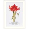 Merejka Amaryllis SK202