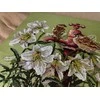 Merejka Kryželiu siuvinėjimo rinkinys Tarp lelijų 25x28 SK229