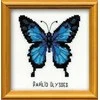 Riolis Ulysses Butterfly HB095
