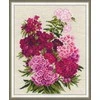 Riolis Sweet William 1463