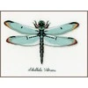 Vervaco Verachtert Nv Kryželiu siuvinėjimo rinkinys LMV Dragonfly 27x19 cm PN/0165453