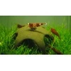 Aqua Nova Nano dekoracija keramikinė žvaigždė krevetėms 50mm
