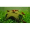 Aqua Nova Nano dekoracija keramikinė žvaigždė krevetėms 50mm