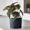 Teraplast Italija Tera 38x38x30cm vazonas su drėkinimo sistema Capri 38, juodos spalvos