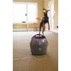 PetSafe Automatic Ball Launcher automatinis kamuoliukų mėtymo prietaisas šunims