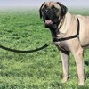 Petsafe Easy Walk® Harness XL juodos petnešos (apimtis 86-117cm)