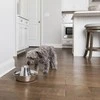 PetSafe Drinkwell 360 1,8 l vandens talpos nerūdijančio plieno girdykla - fontanas skirta katėms ir šunims girdyti