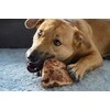 4DOGS Šuns šaknis – Bite L