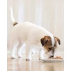 Agras Pet Foods Drėgnas Šunų Maistas - Schesir Vištiena su Bulvėmis Želė - 285g Be Glitimo