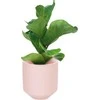 AmeliaHome GĖLĖS/AH/PASO/PERSIKO/9X9,8