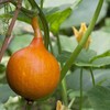 Giant Pumpkin Dolores PNOS Vegetable Seeds, 5g Packaging