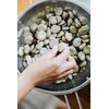 Jankiel Baltas Bean PNOS Vegetable Seeds, 50g Package