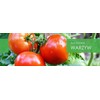 Jankiel Baltas Bean PNOS Vegetable Seeds, 50g Package