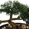 Bikuvalt Dekoratyvinis augalas Bonsas 32x16x23 cm keramikinis, juodas vazonas 103379