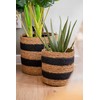 Atmosphera Aloe Dirbtinis alavijo augalas krepšelyje, 37 cm
