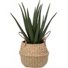 Atmosphera Aloe Dirbtinis alavijo augalas krepšelyje, 37 cm