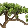 Atmosphera Sztuczne drzewko bonsai POLIN, aukštis 60 cm
