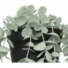 Atmosphera Dirbtinis eukaliptas MERLY, 51 cm