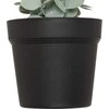 Atmosphera Dirbtinis eukaliptas MERLY, 51 cm