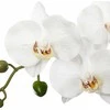 Atmosphera ORCHIDEE REAL TOUCH CIM H.53
