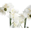 Bikuvalt Dekoratyvinis augalas Orchidėja su baltu vazonu 38x38x53 cm Atmosphera 136510B