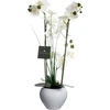 Bikuvalt Dekoratyvinis augalas Orchidėja su baltu vazonu 38x38x53 cm Atmosphera 136510B