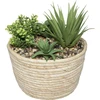 Atmosphera HACIENDA plant composition, 17 x 19 cm, natural pot