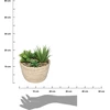 Atmosphera HACIENDA plant composition, 17 x 19 cm, natural pot