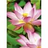 Avery Fotopopierius rašaliniams spausdintuvams 300g/m2