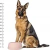Barry King Plastikinis dubuo šunims XL, 2,25L, smėlio spalvos, skersmuo 29 cm,