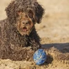 Beeztees DOG TOY RUGBY BALL ALGO Mėlynas 13