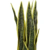 Beliani Dirbtinis vazoninis augalas 63 cm SNAKE PLANT