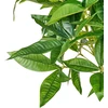 Beliani Dirbtinis augalas PACHIRA TREE 120 cm žalias